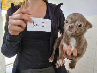 ein braun-weißer Hund wird auf dem Arm gehalten