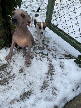 zwei kleine Hunde, einer braun, einer weiß-braun