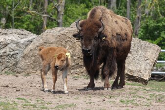 Ein Bisonkalb läuft mit dem Muttertier über eine Grasfläche. 