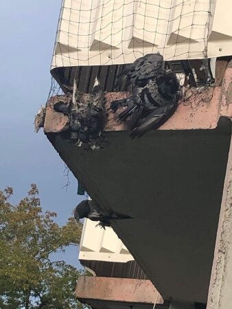 Foto: Schutznetze an einem Balkon © Verein Erfurter Tauben Ein Balkon mit einem Schutznetz, in dem sich Tauben verfangen haben.