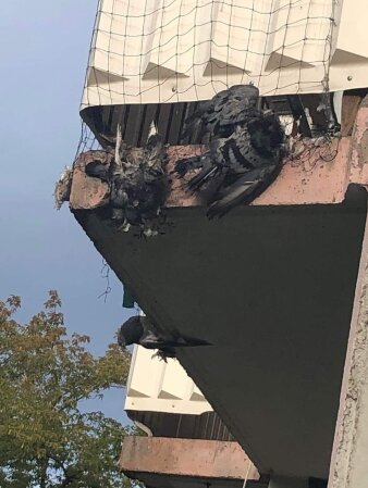 Ein Balkon mit einem Schutznetz, in dem sich Tauben verfangen haben.