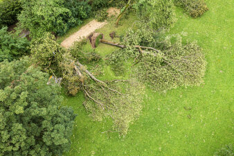 Luftaufnahme: mehrere große Bäume in einer Parkanlage sind umgestürzt