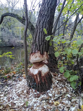 ein von Bibern angenagter Baum