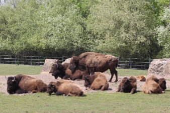 Eine Bisonherde liegt im Gras, unter ihnen ein Bisonkalb mit ockerbraunem Fell. 