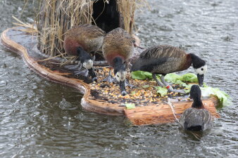 Vier Gänse stehen in einem Teich auf einer schwimmenden Holzinsel und fressen Mais und Salat. 