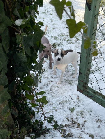 zwei kleine Hunde, einer braun, einer weiß-braun