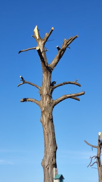 ein Baum mit abgeschnittenen Ästen