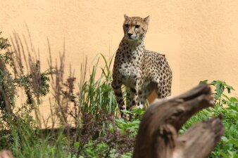Ein Gepard steht umgeben von verschiedenen Gräsern in seinem Außengehege im Zoo.