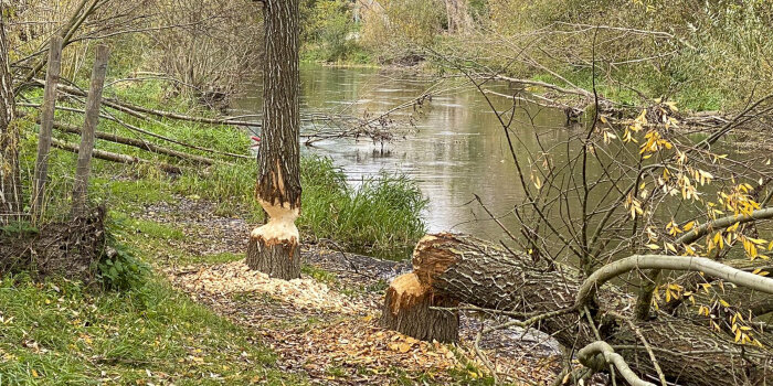 zwei von Biber angenagte Bäume, einer ist umgestürzt