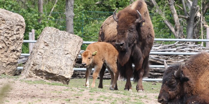 Ein Bisonkalb läuft mit dem Muttertier über eine Grasfläche.