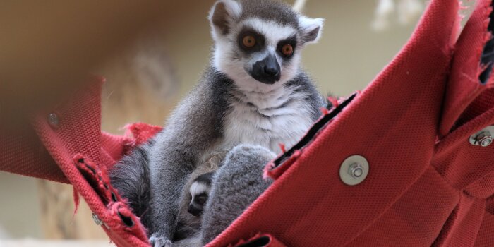 Ein Kattaweibchen mit ihrem Jungtier. Kattas sind eine Primatenart aus der Gruppe der Lemuren.
