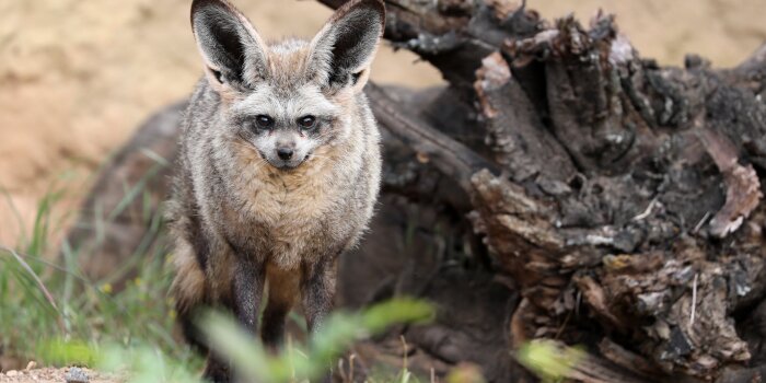 Ein fuchsähnliches Tier mit auffällig großen Ohren und buschigen Schwanz steht vor einem großen Stück Holz.