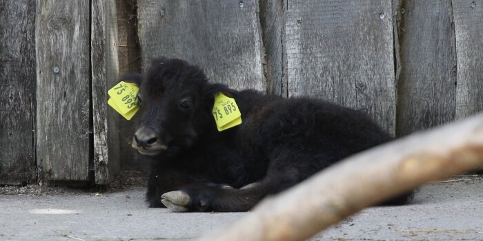 Ein schwarzes, junges Hausyak liegt entspannt auf dem Boden des Geheges.