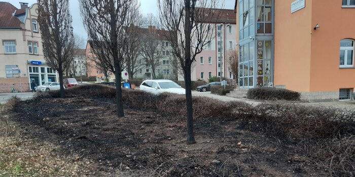 drei verkohlte Bäume stehen auf einer verbrannten Fläche