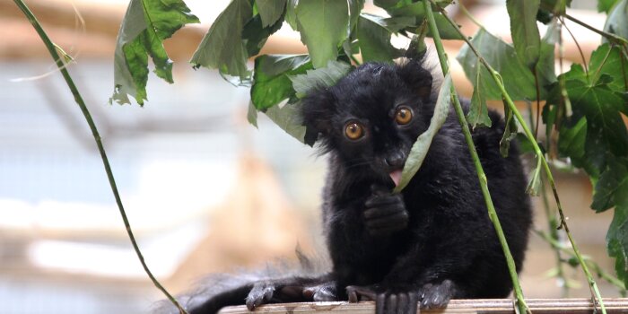 Ein schwarzer Affe mit gelben Augen hockt auf einem Podest aus Holz und knabbert an einem Blatt.