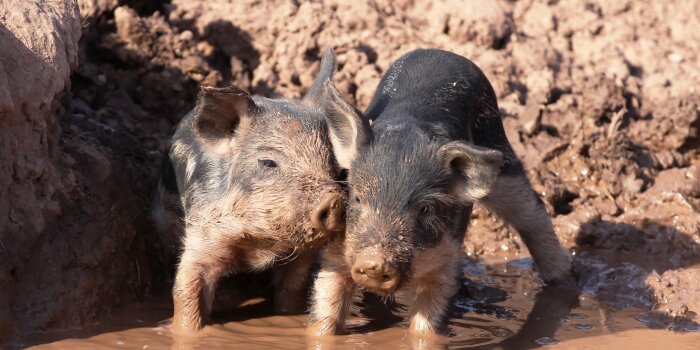 Zwei Ferkel stehen nebeneinander an einer mit Schlamm gefüllten Suhle.