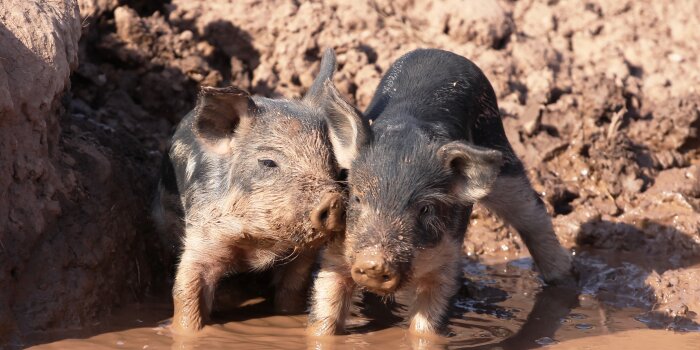 Zwei Ferkel stehen nebeneinander an einer mit Schlamm gefüllten Suhle.