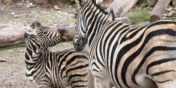 Zwei afrikanische Wildtiere im Thüringer Zoopark Erfurt 