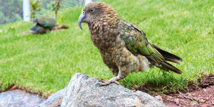Ein braun-grüner Vogel sitzt auf einem Stein.