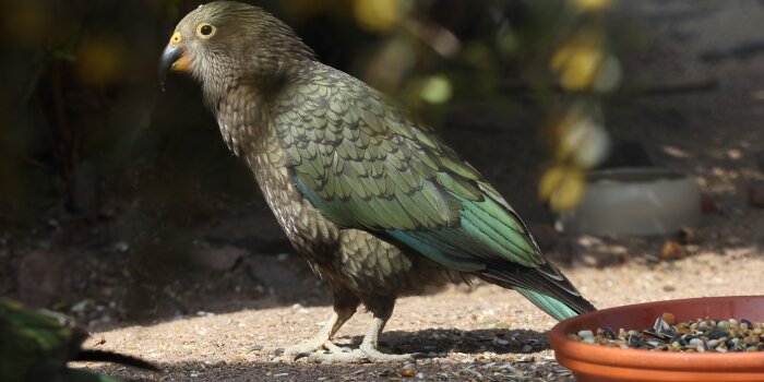 Ein grün-grauer Kea-Jungvogel steht neben seinem Futternapf.