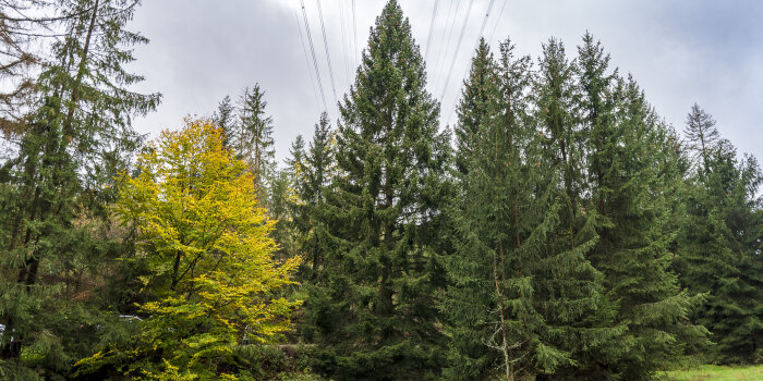 eine Baumgruppe in einem Wald, in der Mitte steht ein hoher Nadelbaum