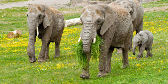 Drei ausgewachsene Elefanten laufen mit einem Elefntenkalb über eine grüne Wiese. 