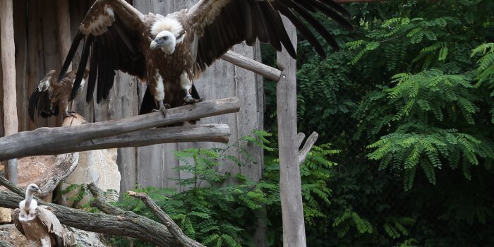 Ein großer Vogel mit braunem Gefieder und weißem Kopf sitzt auf einem Ast und breitet seine Flügel aus. 