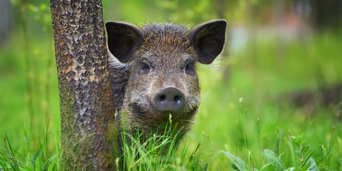 Ein Wildschwein im Wald