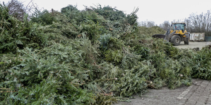 Foto: Verwertung der Weihnachtsbäume © Stadtverwaltung Erfurt eine große Menge gestapelter Nadelbäume, im Hintergrund ein Radlader