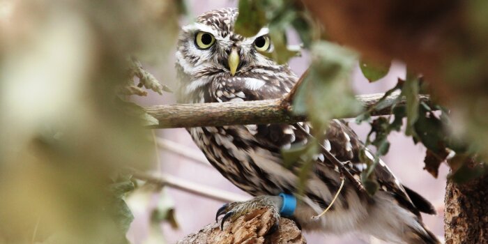 Ein Vogel mit stechend gelben Augen sitzt auf einem Ast. 