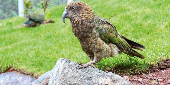 Ein braun-grüner Vogel sitzt auf einem Stein.