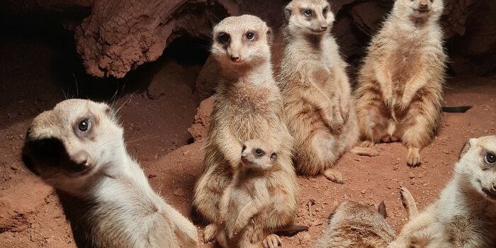 Eine Gruppe Erdmännchen in einem Zoopark-Gehege.