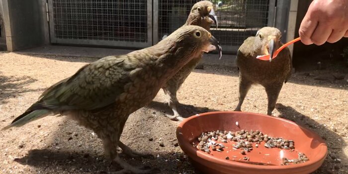  Drei Vögel mit grünlich-braunem Gefieder sitzen um eine Schale herum. Ein Vogel frisst Quark von einem Löffel. 