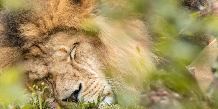 Ein männlicher Löwe liegt im Gebüsch und schläft. 