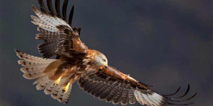 fliegender Rotmilan