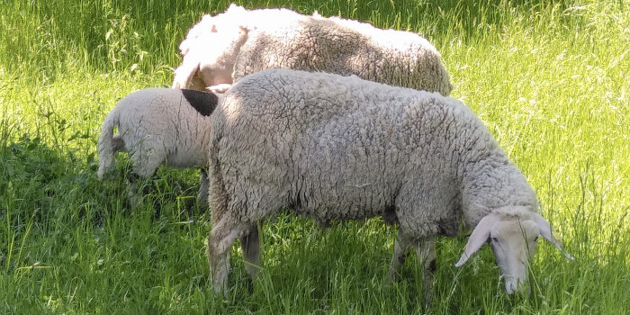 drei grasende Schafe