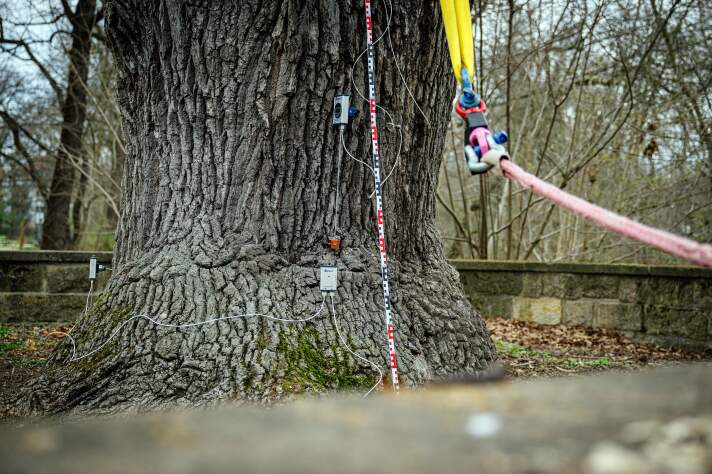 Anbringung von Sensoren am Baum für den Zugversuch