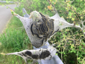 Im Netz eingepackte Gespinstmotten