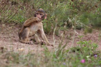 Foto: Berberaffendame Xenia © Thüringer Zoopark Erfurt Ein Affenbaby sitzt im hohen Gras und isst