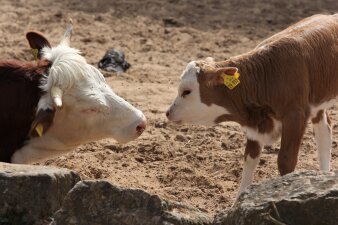 Ein Kälbchen mit brunem Fell, weißem Gesicht und weißen Beinen steht einer großen Kuh gegenüber.