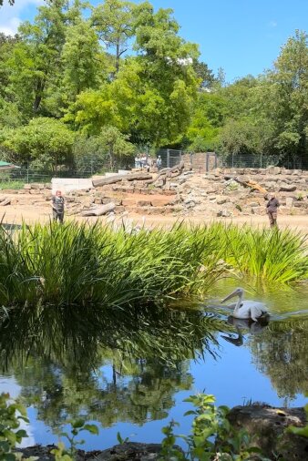 Foto: Pelikane halten Einzug auf der Afrikasavanne © Thüringer Zoopark Erfurt Ein Pelikan schmitt im Teich seines Geheges, zwei Tierpfleger beobachten ihn dabei