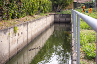 mehrere Enten in einem mit Wasser gefüllten Betonbecken