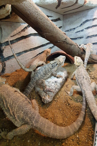 fünf Reptilien in einem Terrarium