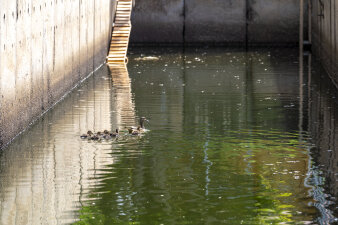 mehrere Enten in einem mit Wasser gefüllten Betonbecken