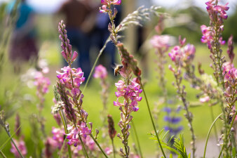 Eine Wildbiene fliegt an eine Blüte