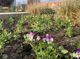 Hornveilchen blühen in einem großen Beet