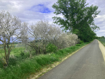 Landschaft mit kahlgefressenen Bäumen und Sträuchern durch die Gespinstmotte
