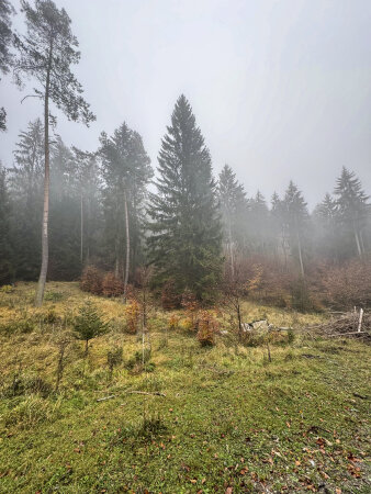 eine Fichte steht am Rande eines Waldes