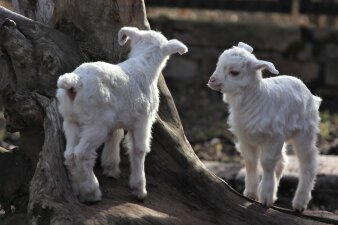 Zwei kleine weiße Ziegen mit Schlappohren stehen nebeneinander auf einem Baumstumpf.  