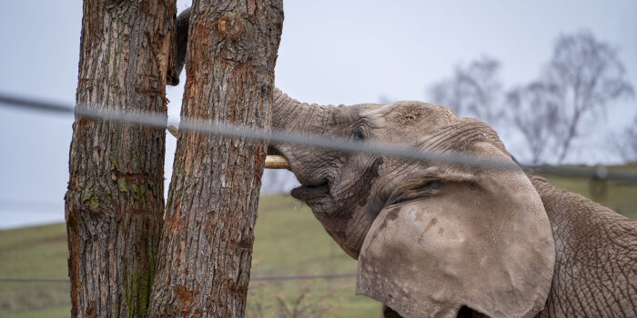 Ein Elefant wickelt seinen Rüssel um einen Baumstamm.